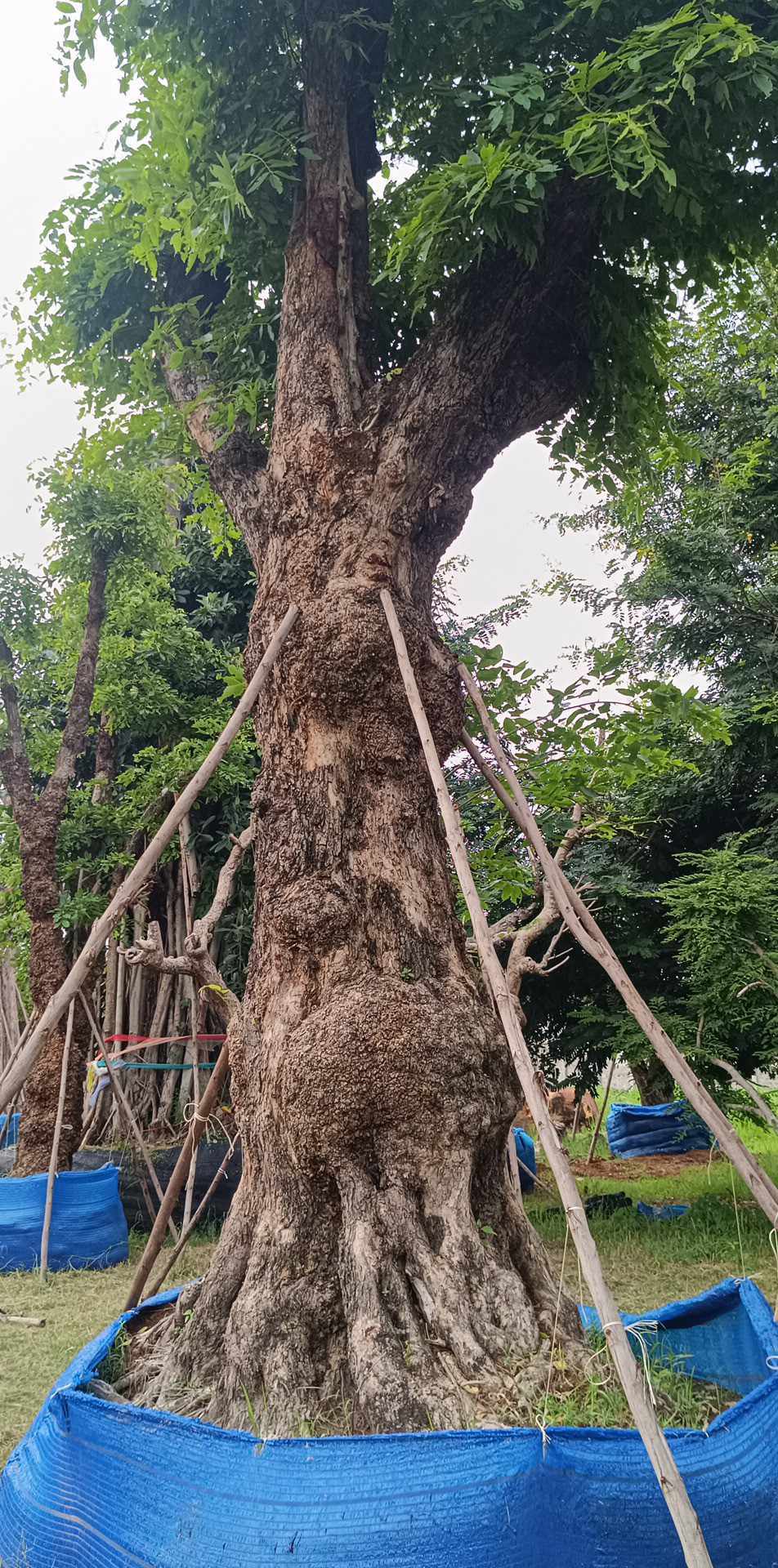 CÂY CẢNH - CÂY XANH